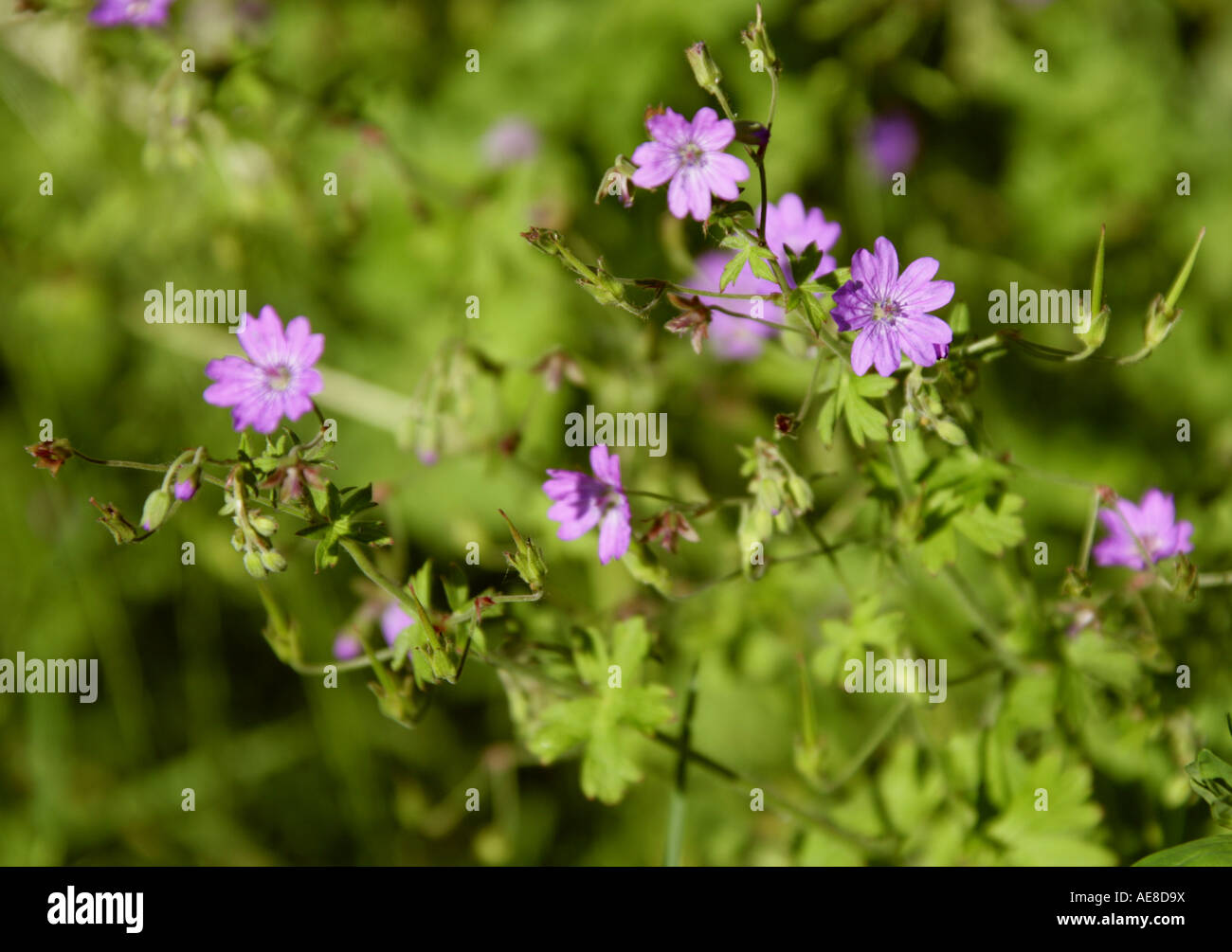 Siepe Cranesbill Geranium pyrenaicum Geraniaceae Foto Stock