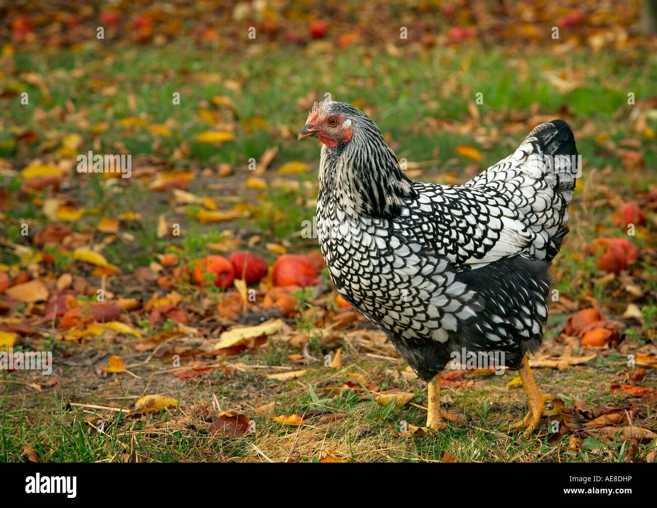 Argento wyandottes cucita pollo gallina in piedi in Orchard Foto Stock