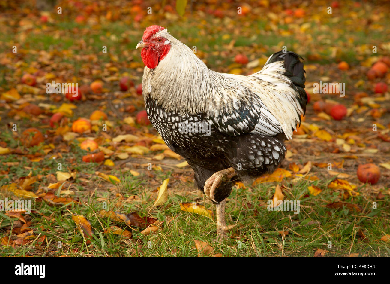 Argento wyandottes cucita rooster libera compresa nella Orchard Foto Stock