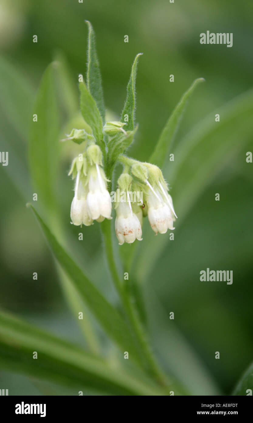 White Comfrey consolida Boraginaceae Foto Stock