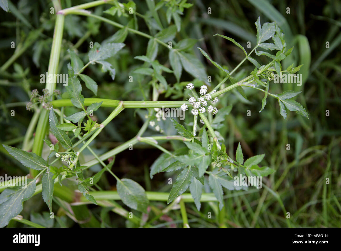 Stolti Watercress, Apium nodiflorum, Apiaceae. Crescere lungo le rive del fiume Scacchi, Hertfordshire Foto Stock