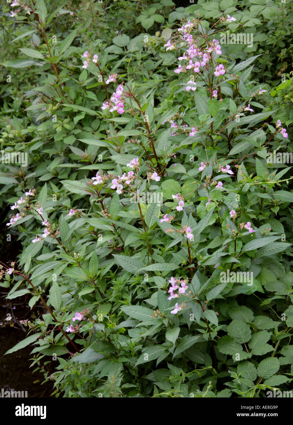 L'Himalayan Balsamina Impatiens glandulifera Balsaminaceae Foto Stock