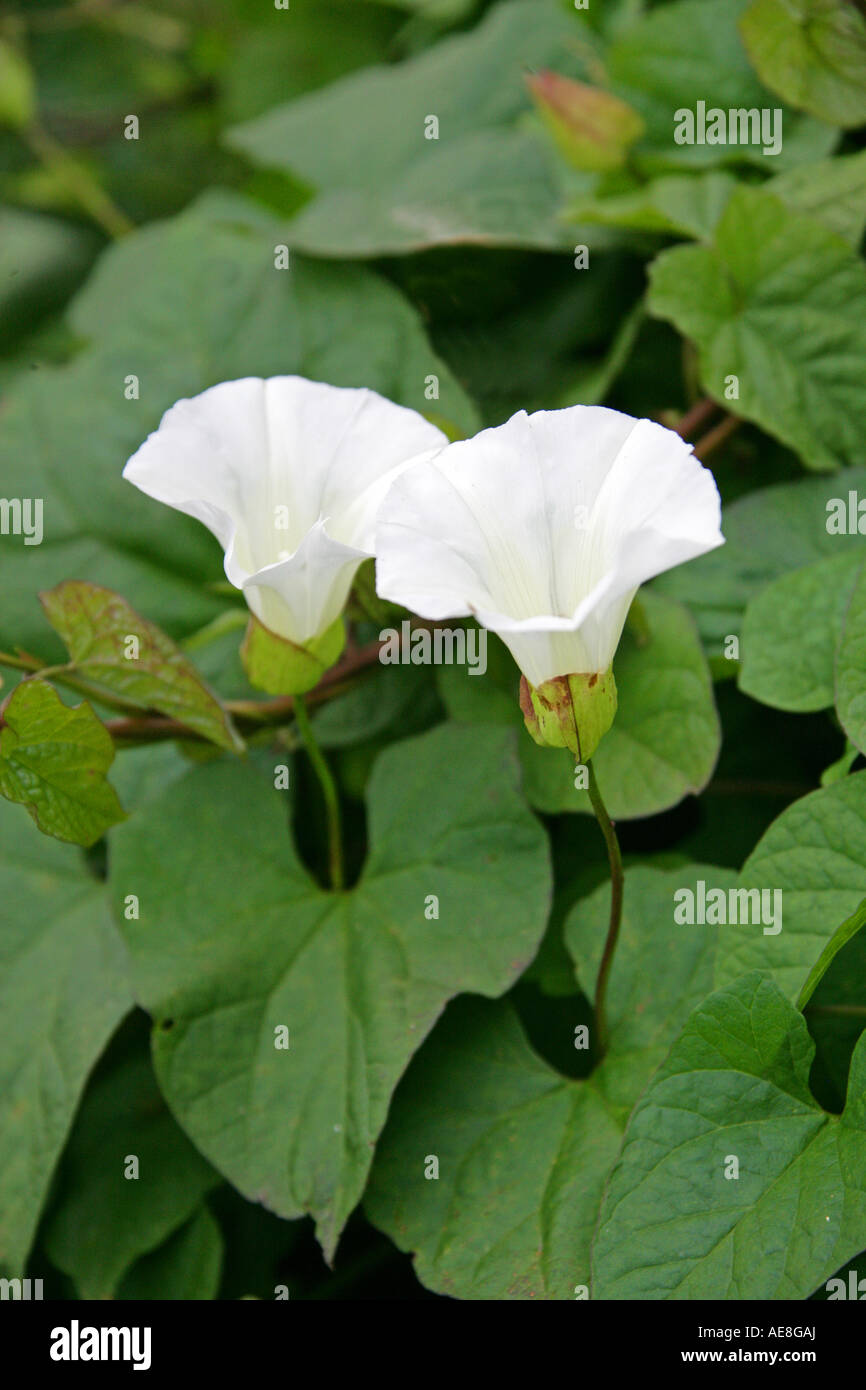 Siepe Bindweed, Calistegia sepium, Convolvulaceae Foto Stock