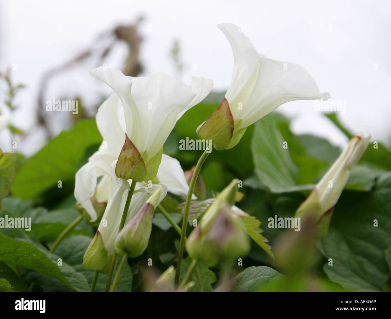 Siepe Bindweed, Calistegia sepium, Convolvulaceae Foto Stock
