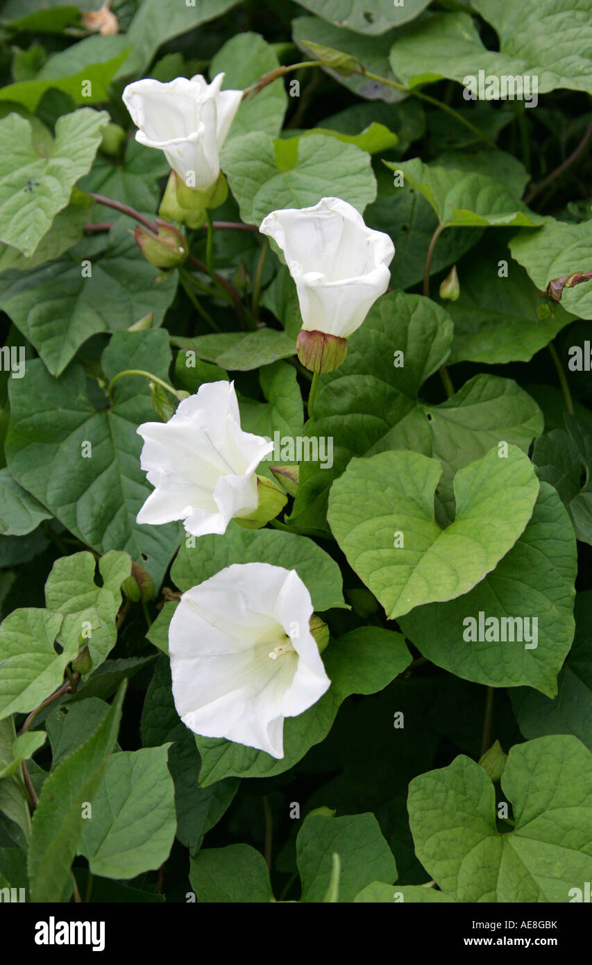 Siepe Bindweed, Calistegia sepium, Convolvulaceae Foto Stock