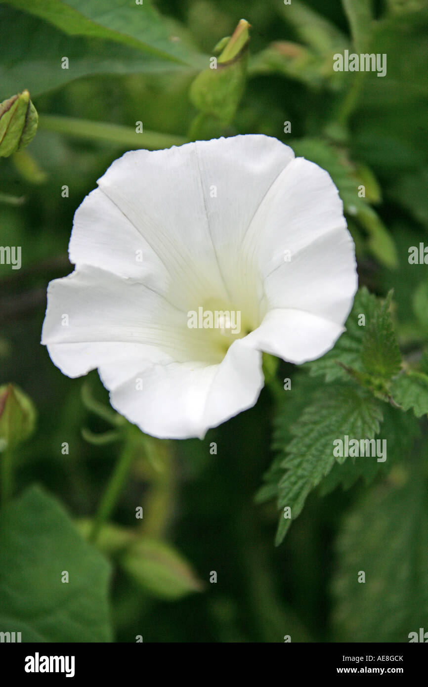Siepe Bindweed, Calistegia sepium, Convolvulaceae Foto Stock