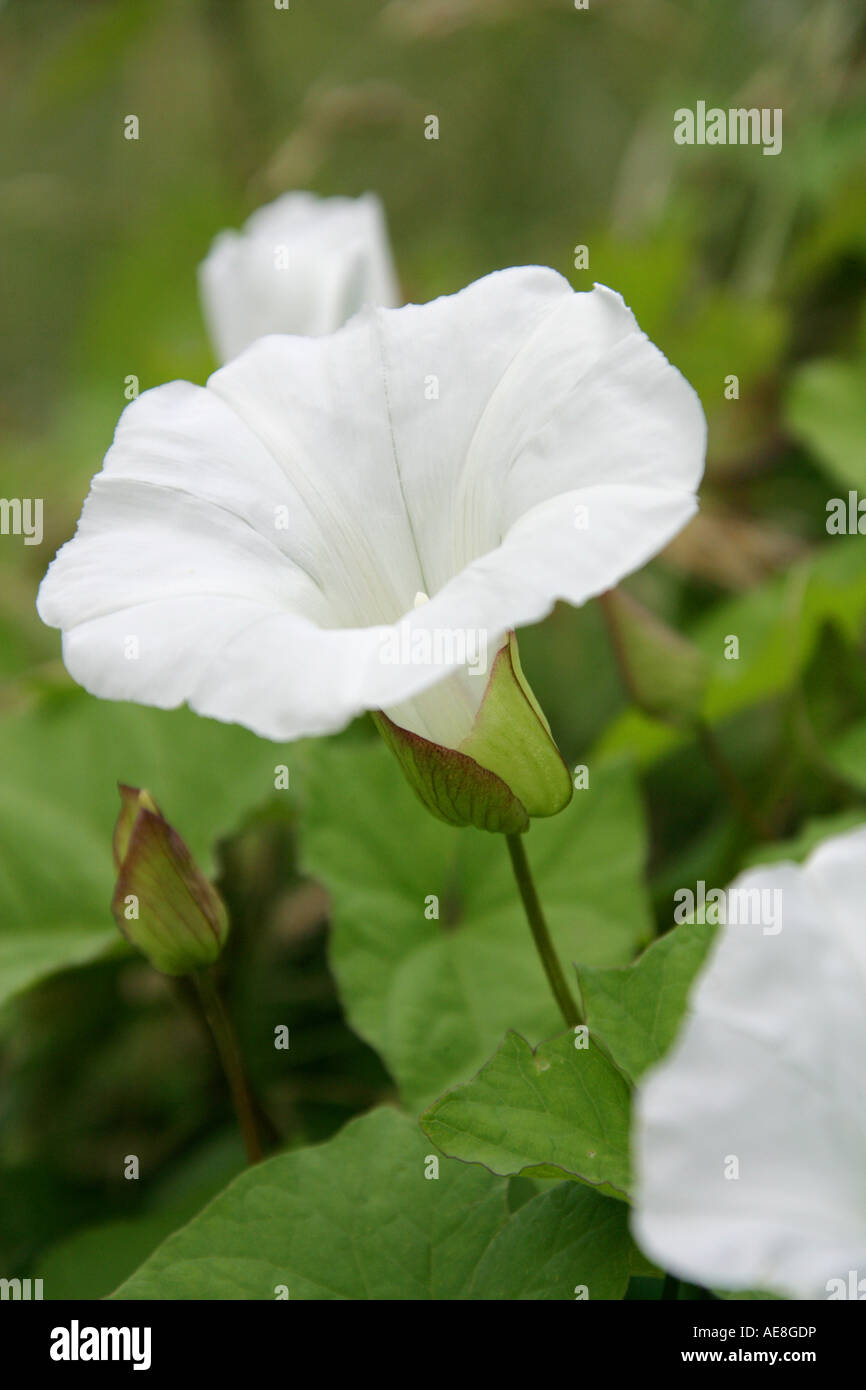 Siepe Bindweed, Calistegia sepium, Convolvulaceae Foto Stock