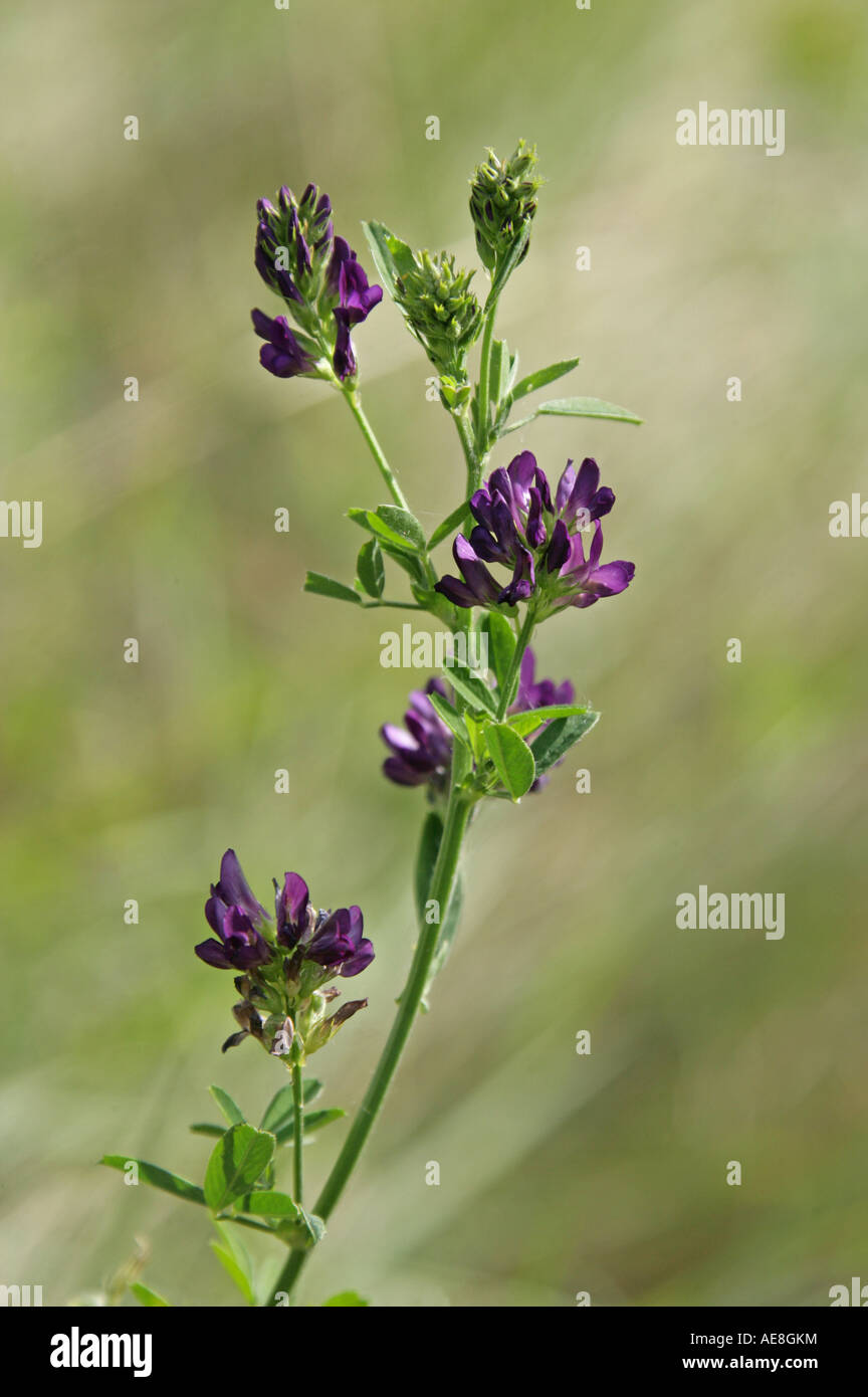 Lucerna Erba medica Medicago sativa Fabaceae (Leguminosae) Foto Stock