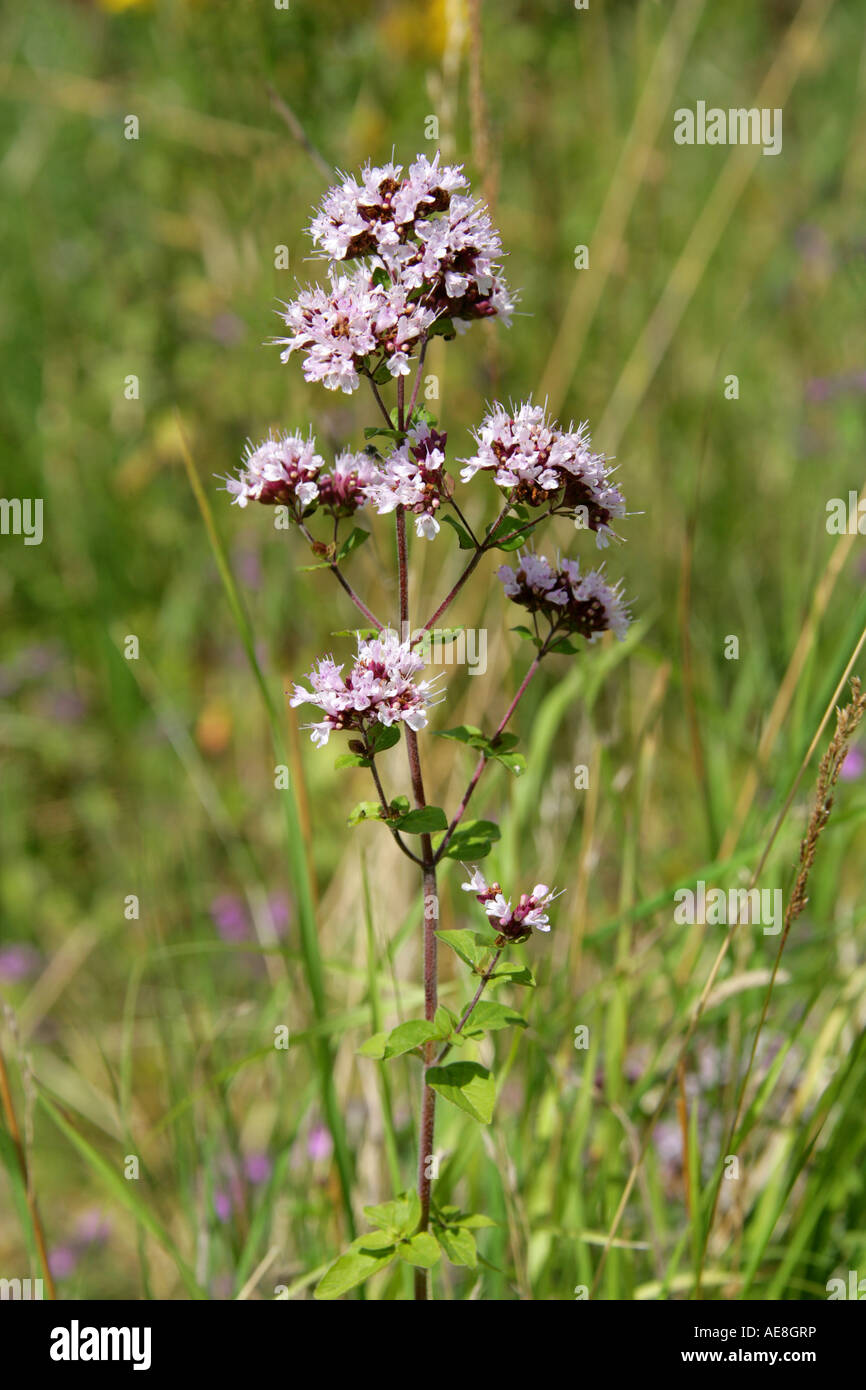 Marjoram selvatico, Origanum vulgare, Lamiaceae, Labiatae Foto Stock