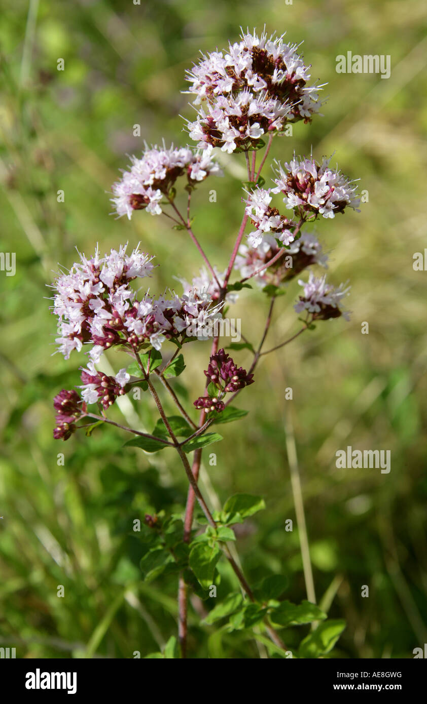 Marjoram selvatico, Origanum vulgare, Lamiaceae, Labiatae Foto Stock