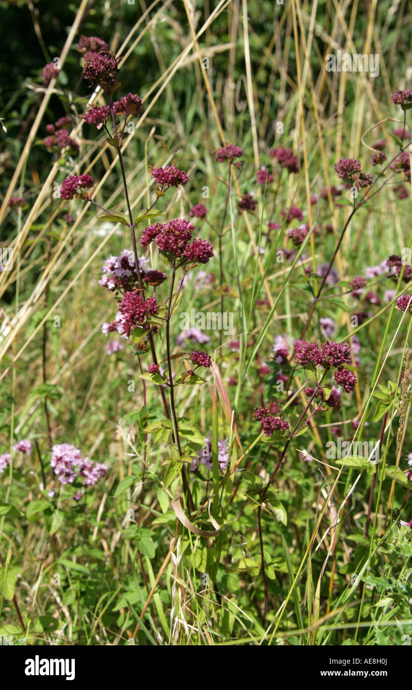 Marjoram selvatico, Origanum vulgare, Lamiaceae, Labiatae Foto Stock