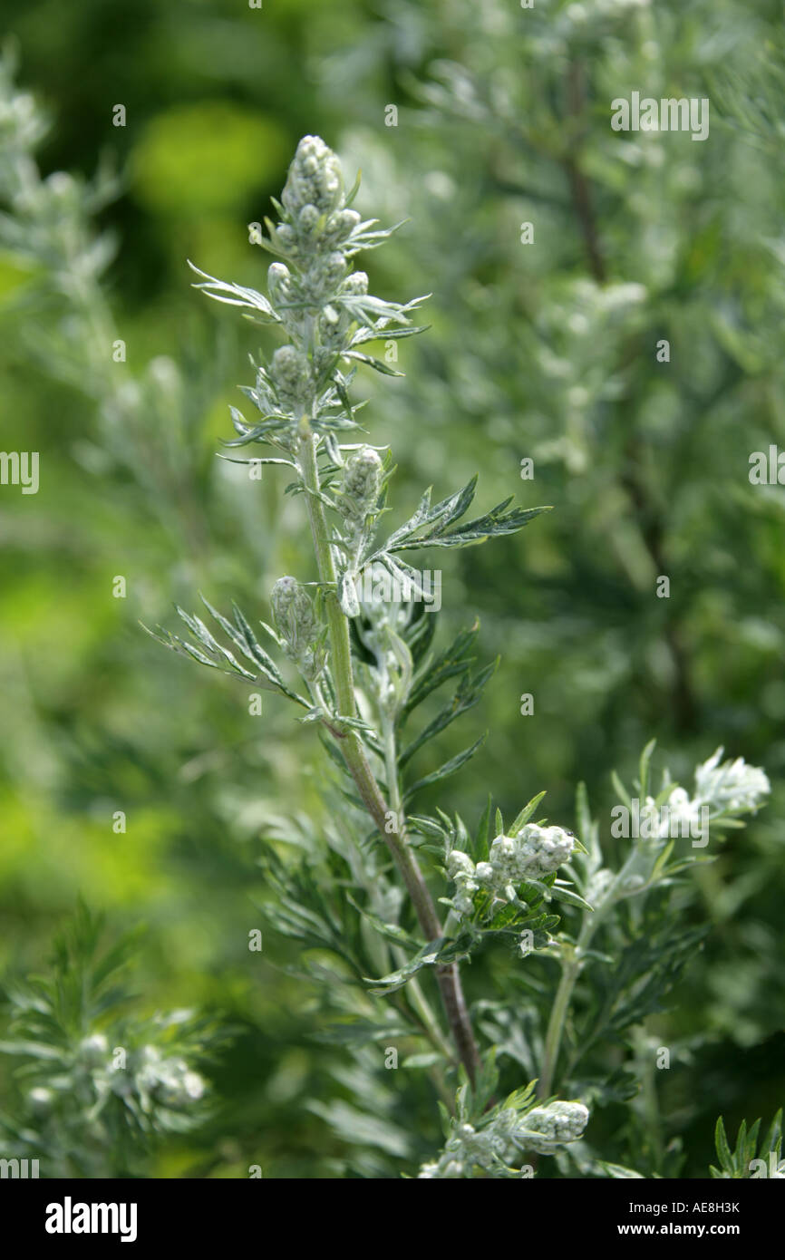 Artemisia o comuni o assenzio, Artemisia vulgaris, Asteraceae (Compositae) Foto Stock