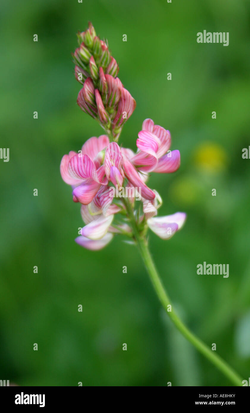 Sainfoin, Onobrychis viciifolia, Fabaceae (Leguminosae) Foto Stock