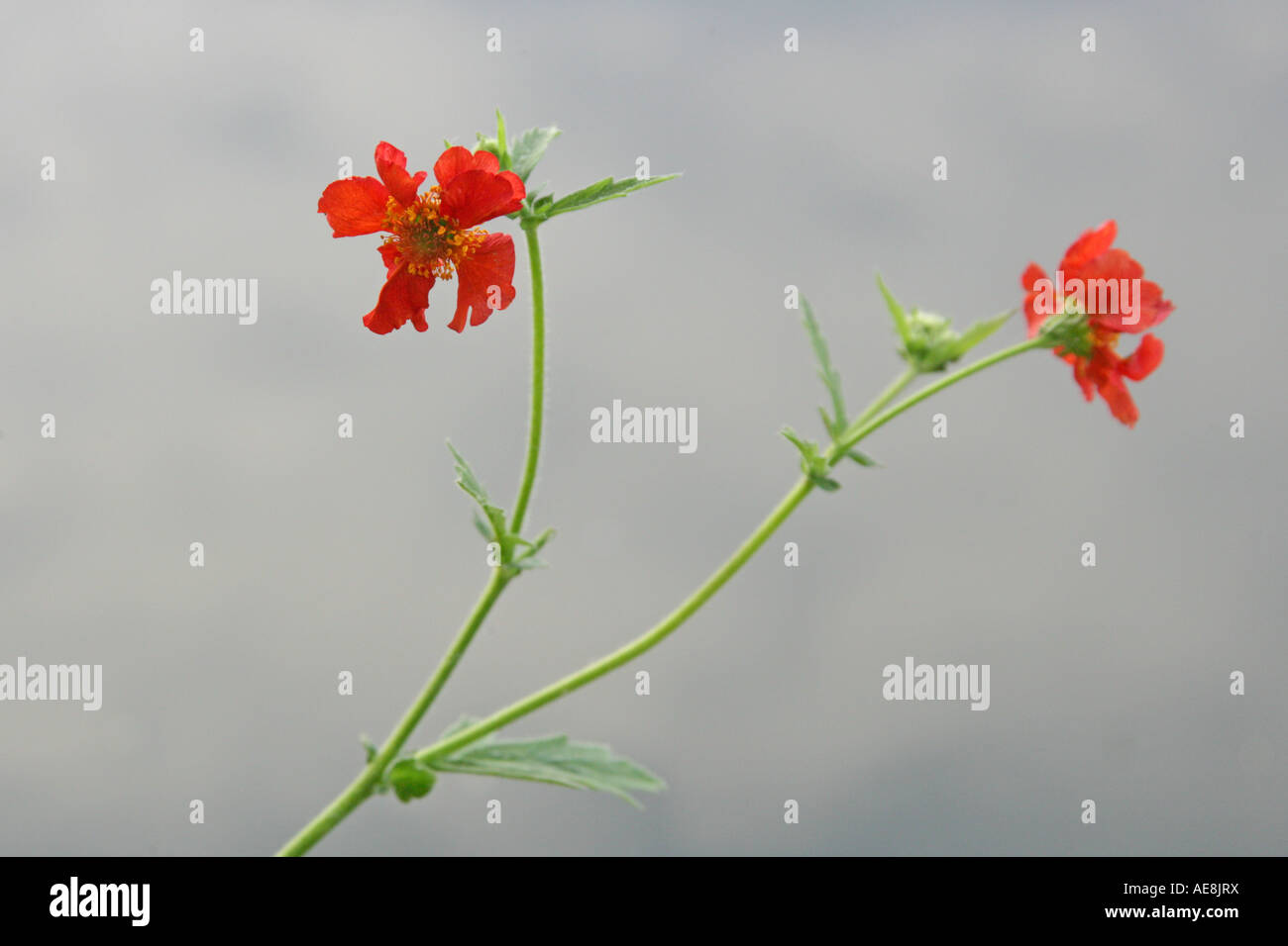 Red cisto crescente selvatici dal Grand Union Canal Foto Stock