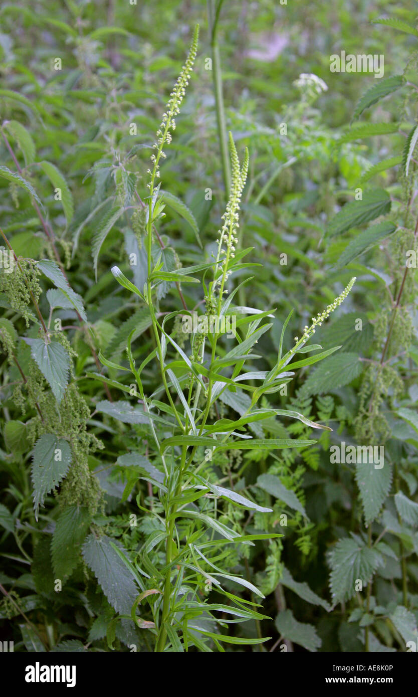 Saldare Reseda luteola Resedaceae Foto Stock