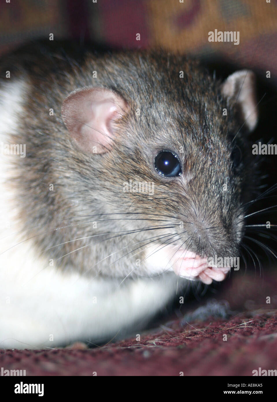 Grigio bianco rat essendo alimentato a trattare, rattie, grigio ratto, collezionismo, lunga coda di collezionismo, pet rat Foto Stock
