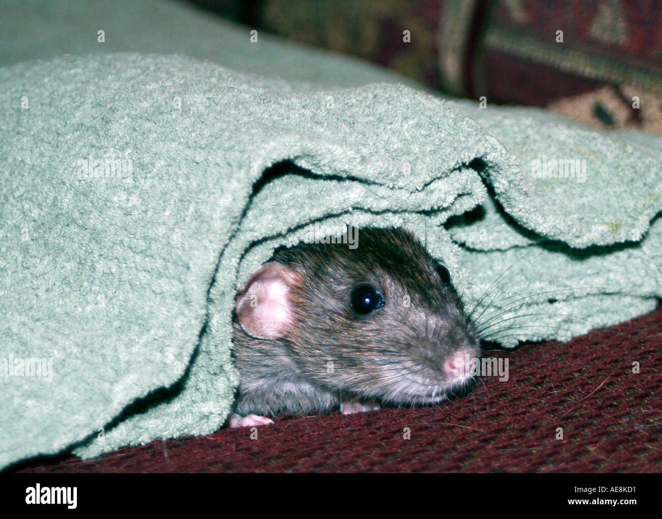 Grigio scuro lunga coda di ratto spiata da sotto la coperta di verde, rattie, razze collezionabili di ratti Foto Stock