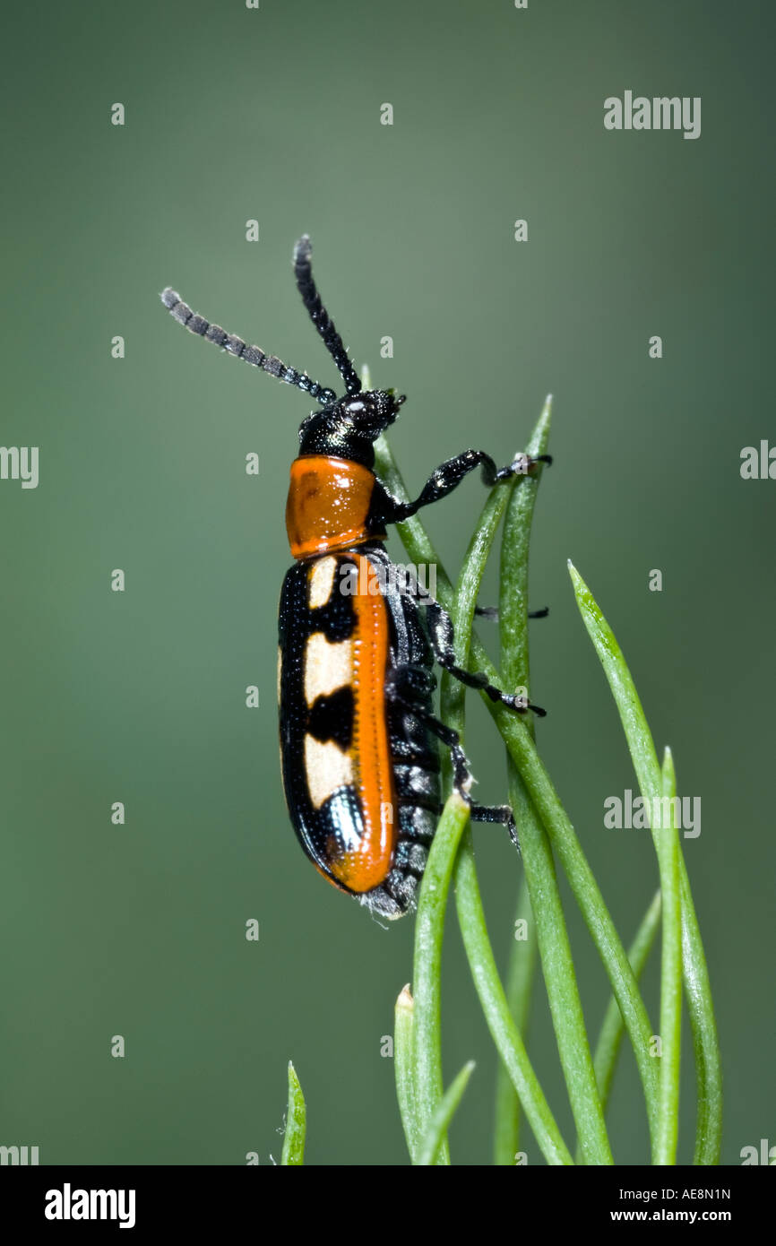 Gli asparagi beetle Crioceris asparagi con bella fuori fuoco sfondo Potton Bedfordshire Foto Stock