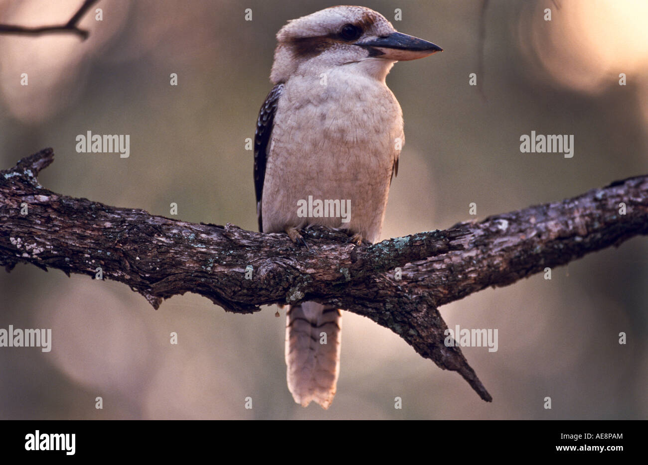 Ridendo kookaburra, Australia Foto Stock