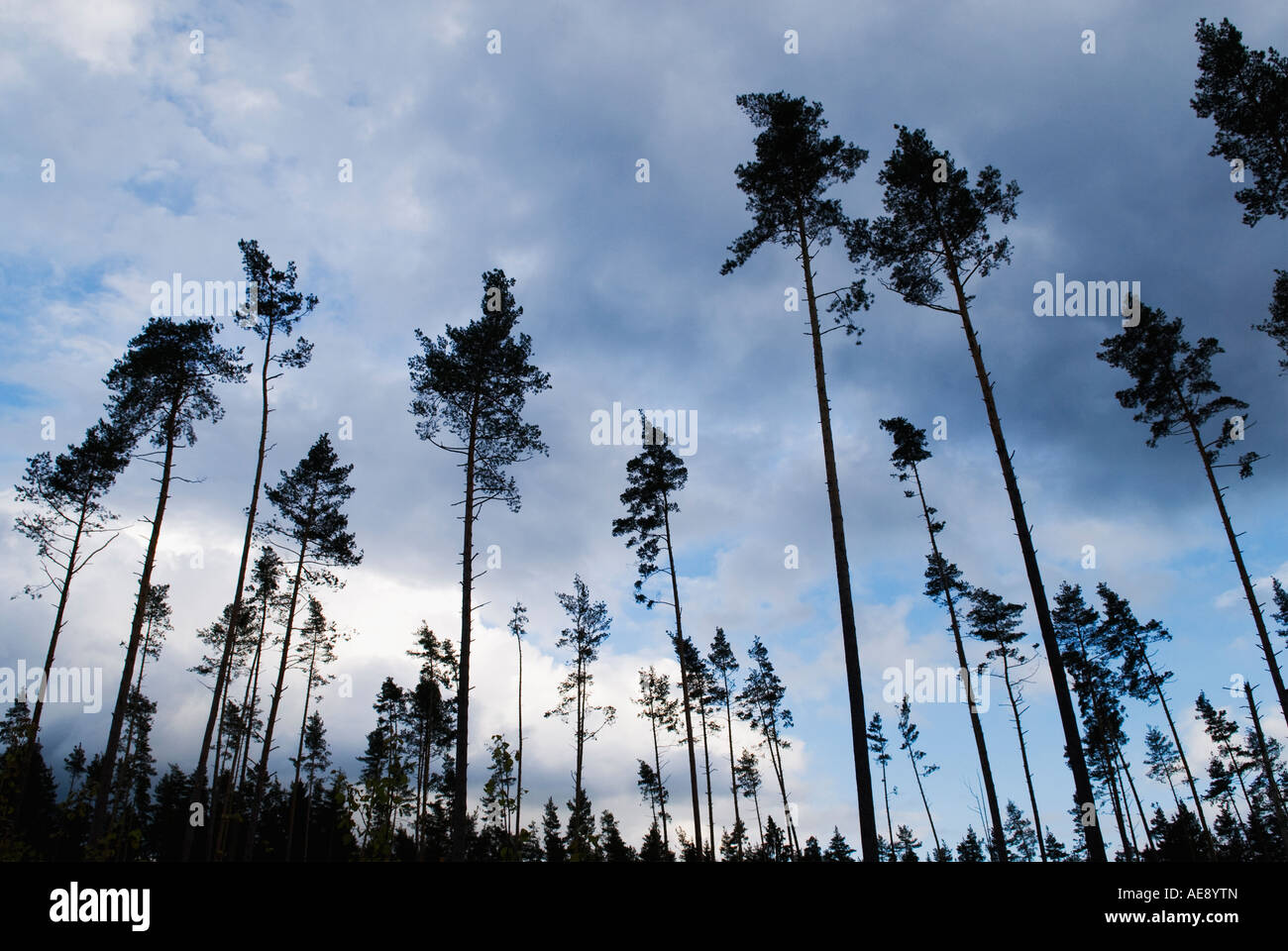 Pineta plantation e sky, Baviera, Germania Foto Stock