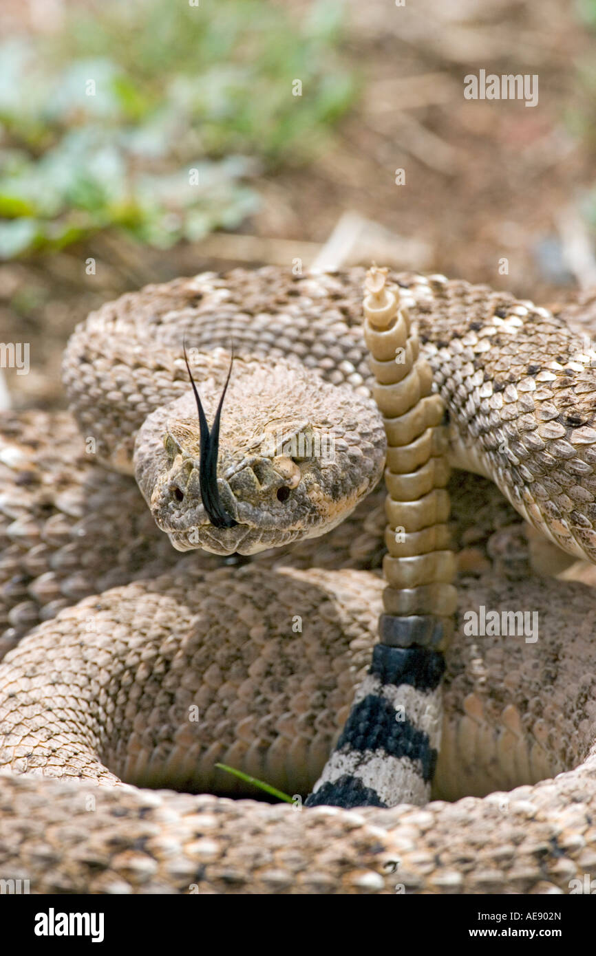 Western Diamondback Rattlesnake Crotalus atrox Elgin Arizona Stati Uniti 21 luglio adulto dai Viperidi Foto Stock