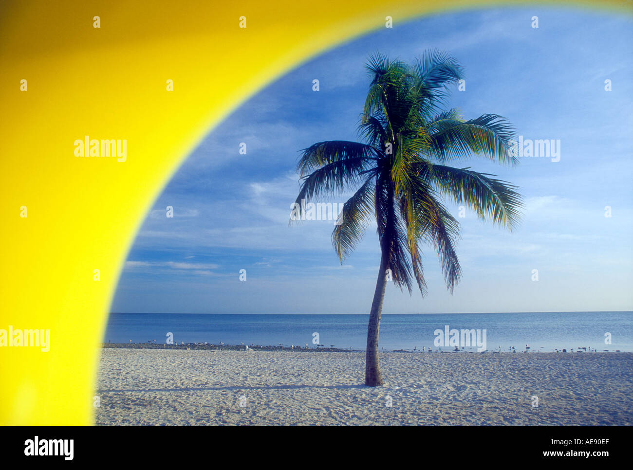 Un albero di palme sulla spiaggia di Key West Florida Foto Stock