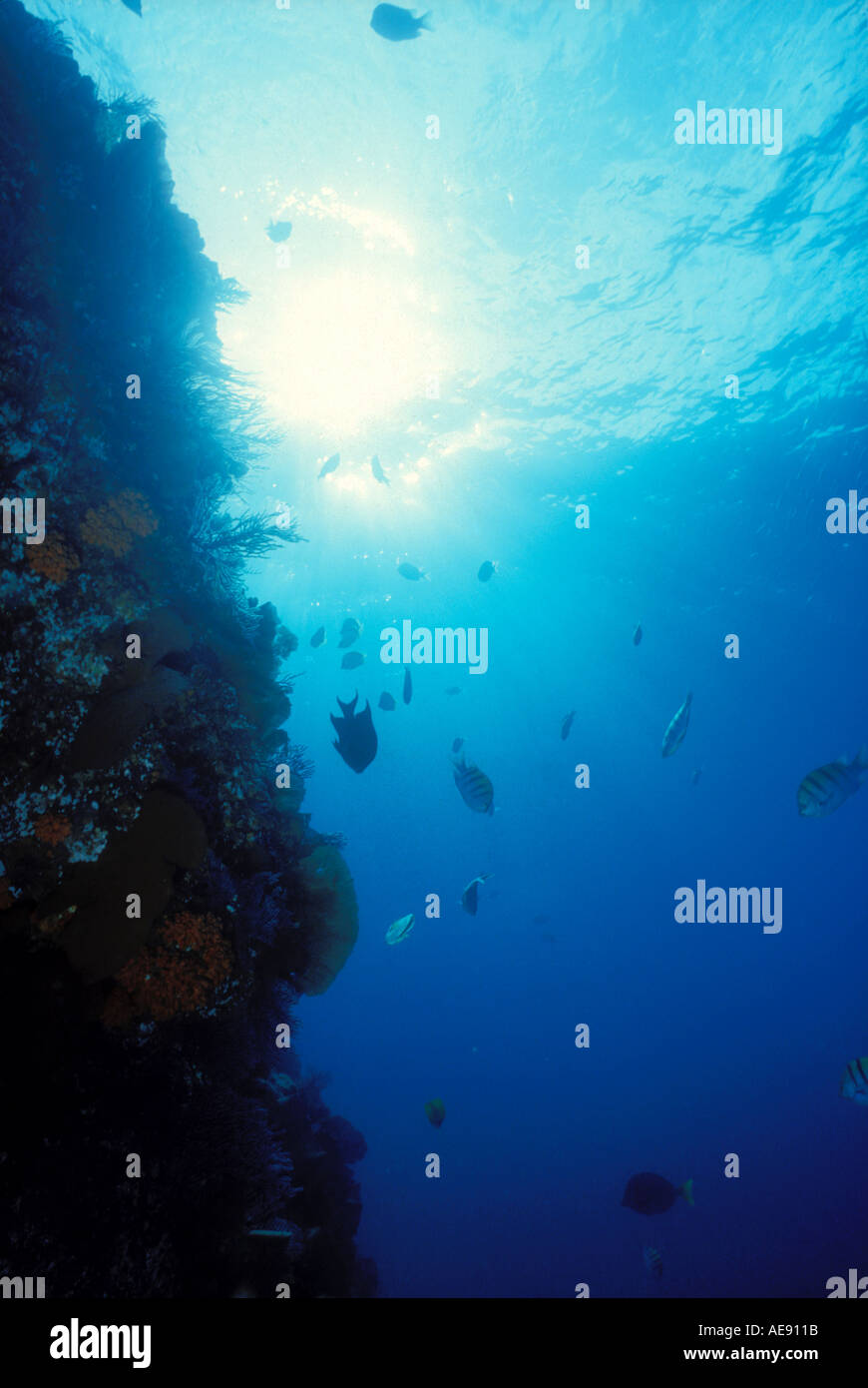 Verso l'alto vista dal subacqueo pesce mostrando nad Coral reef Cabo San Lucas Baja California Messico Foto Stock