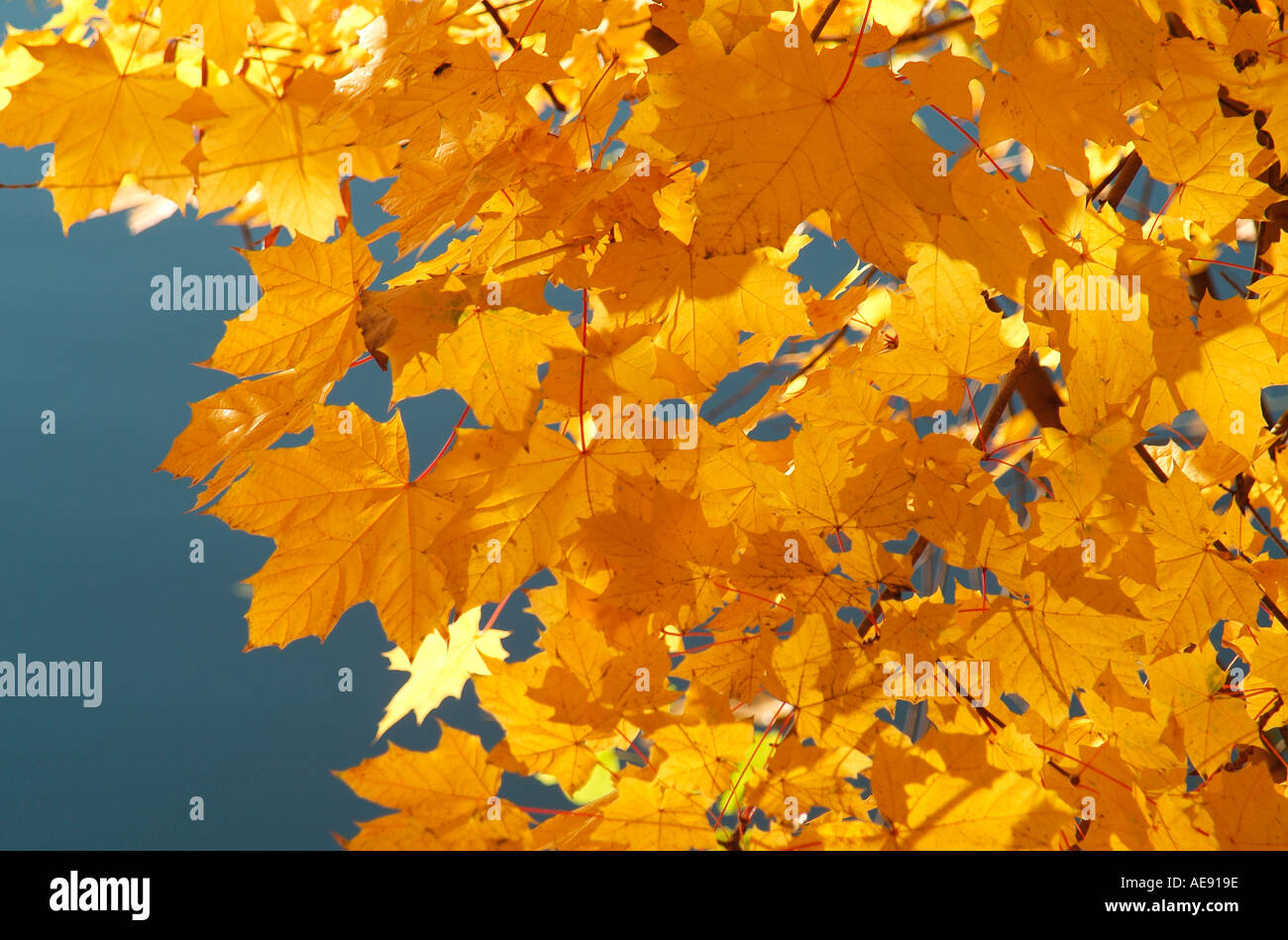 foglie d'autunno d'oro, norfolk, inghilterra Foto Stock