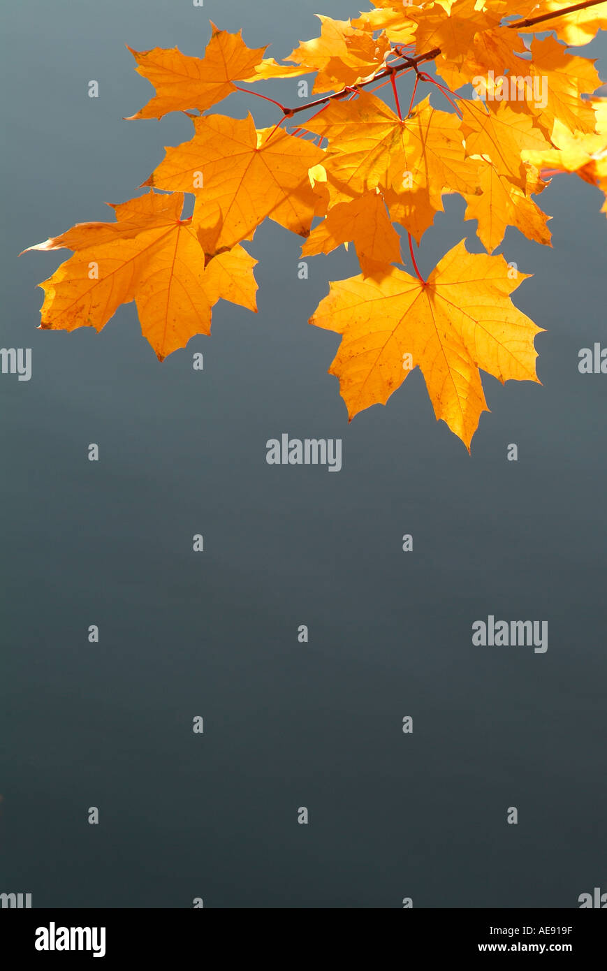 foglie d'autunno d'oro, norfolk, inghilterra Foto Stock