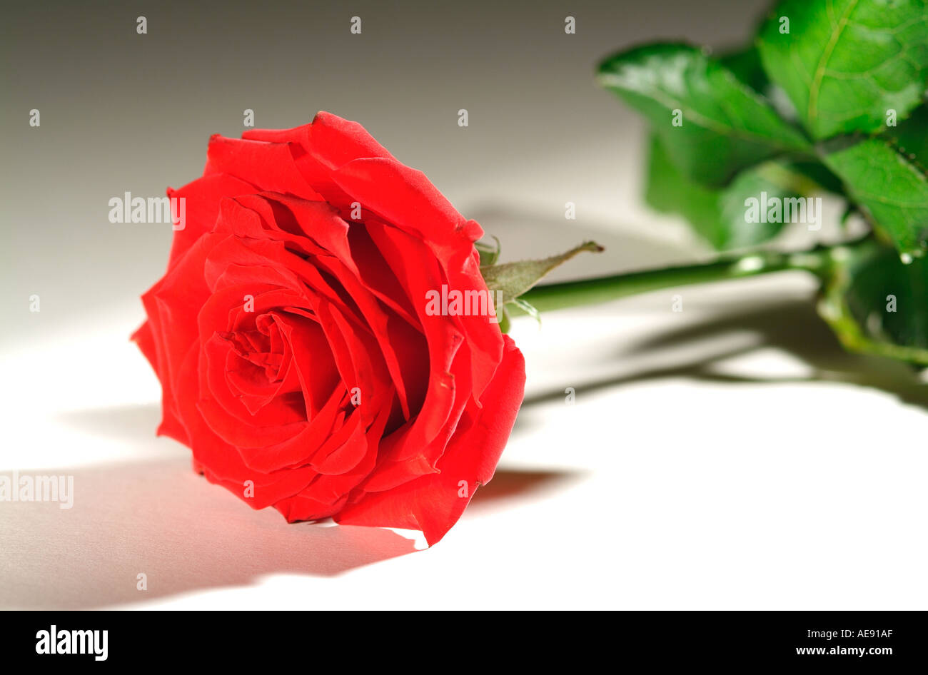 Single red rose stelo Foto Stock
