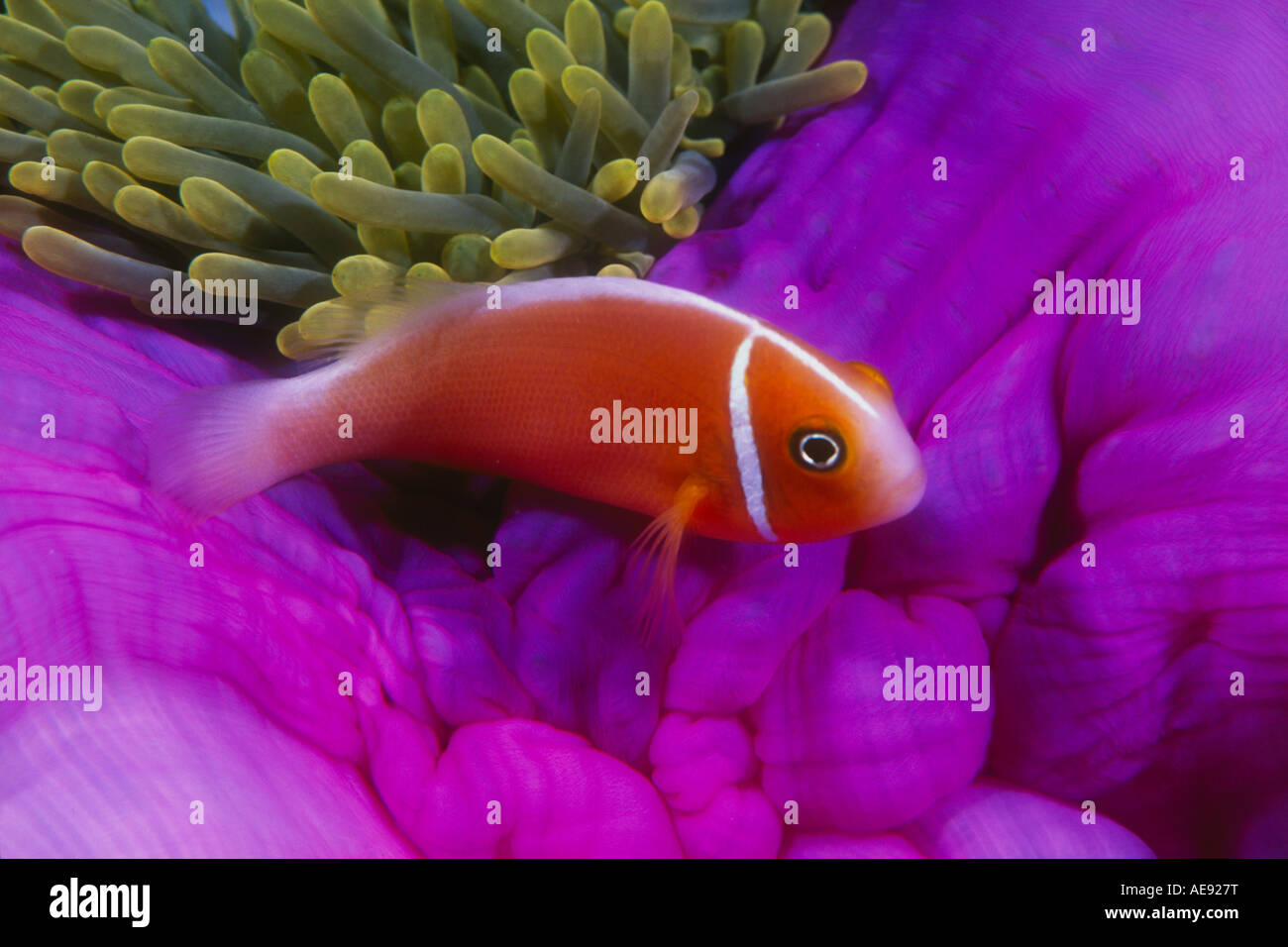 Una rosa, anemonefish Amphiprion perideraion, nuota vicino al suo host anemone di tentacoli urticante. Foto Stock