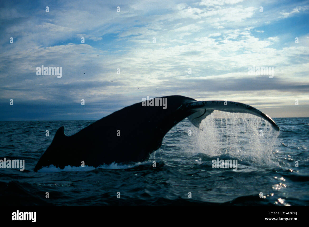 Baleine un bosse Megaptera novaeangliae humpaback whale Foto Stock