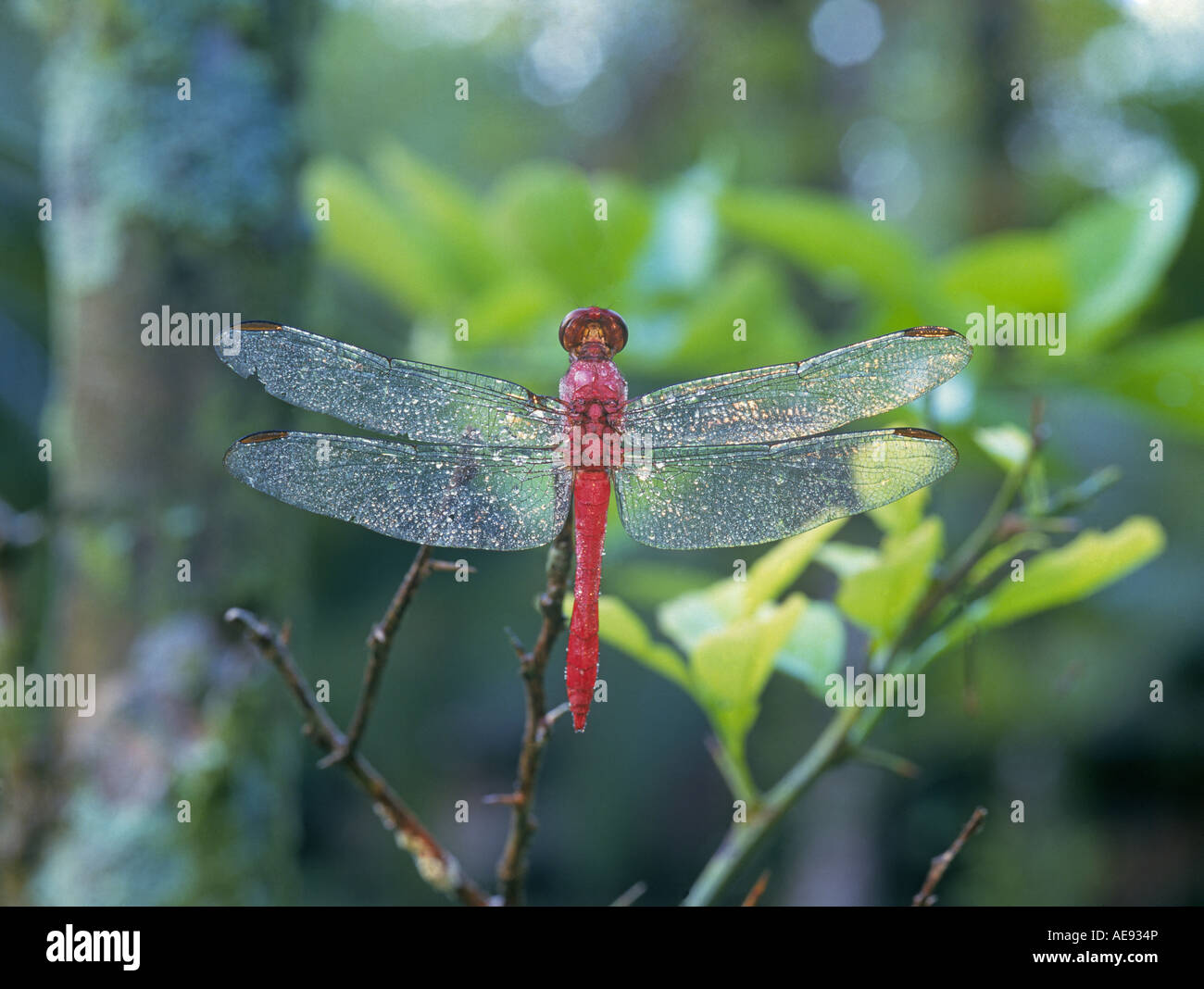 Un gigante rosso o darner dragonfly in una pioggia fitta foresta nel parco nazionale di Corcovado Costa Rica Foto Stock