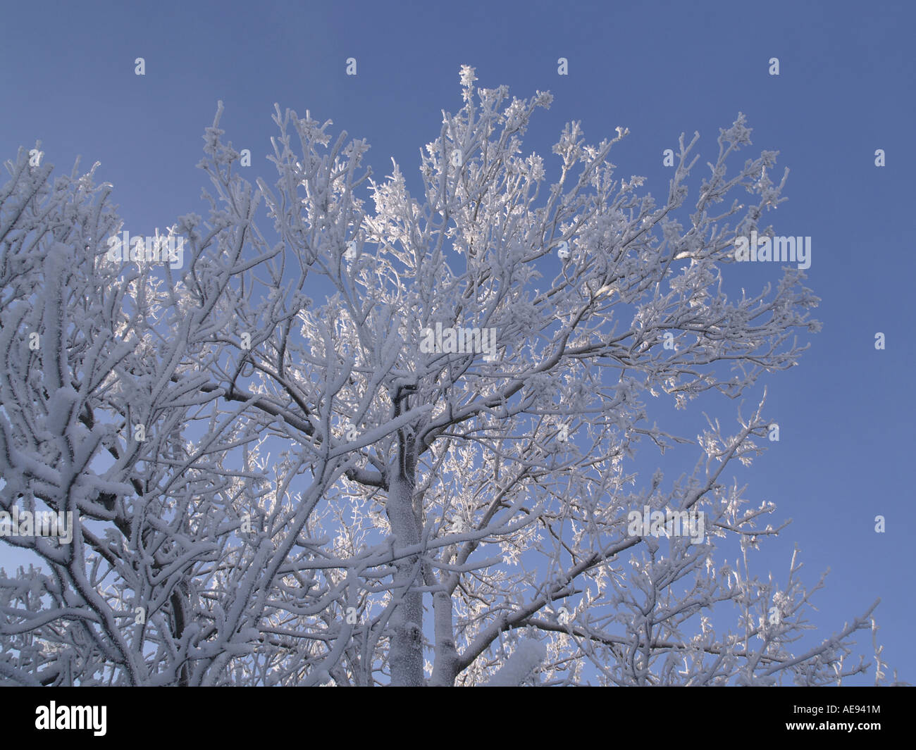 Hoarfrosted capo di un albero Foto Stock