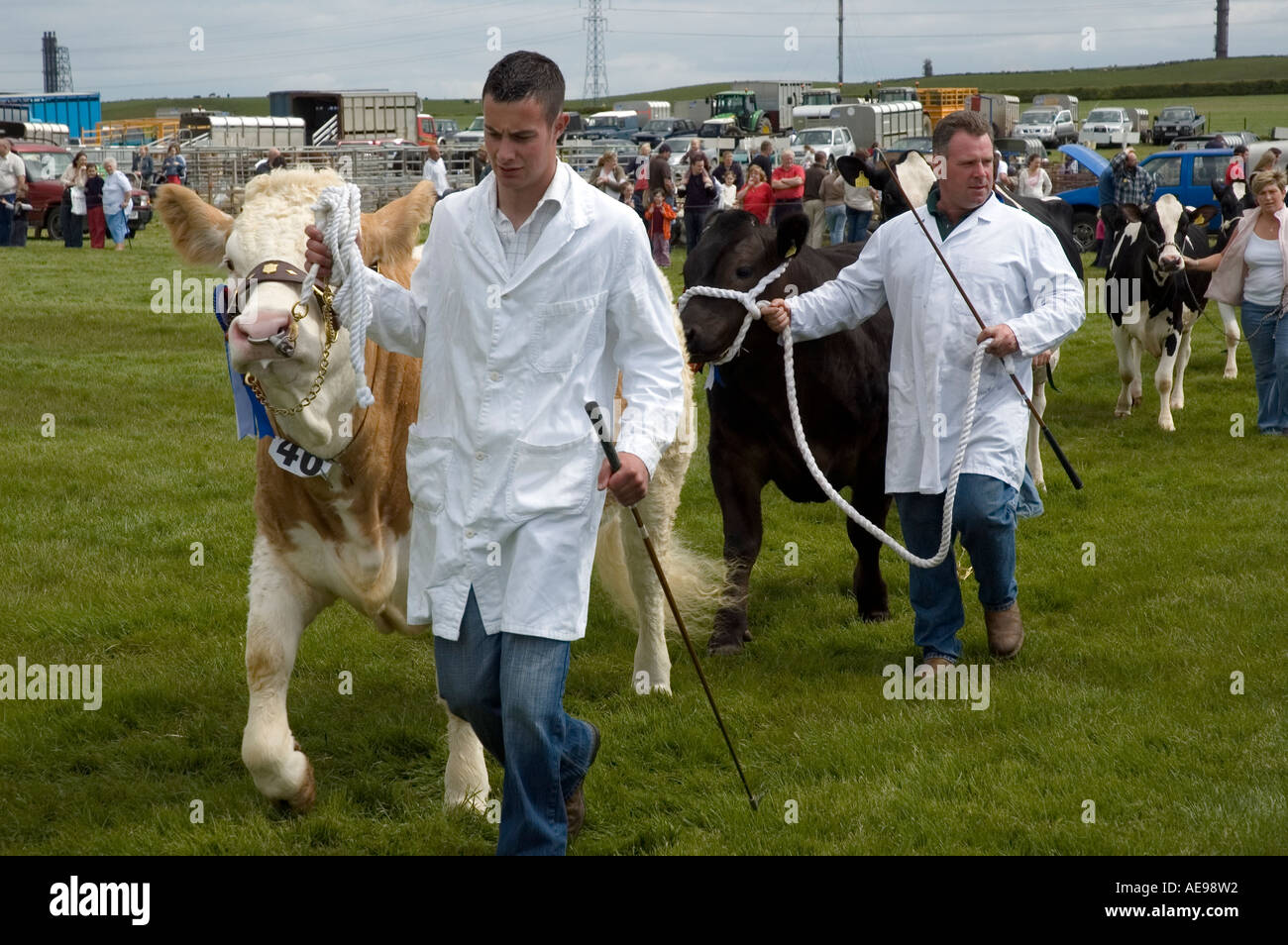 Vincitore del premio di Bull in grand parade presso la centrale e West Fife agricola annuale Mostra Giugno 2006 Foto Stock