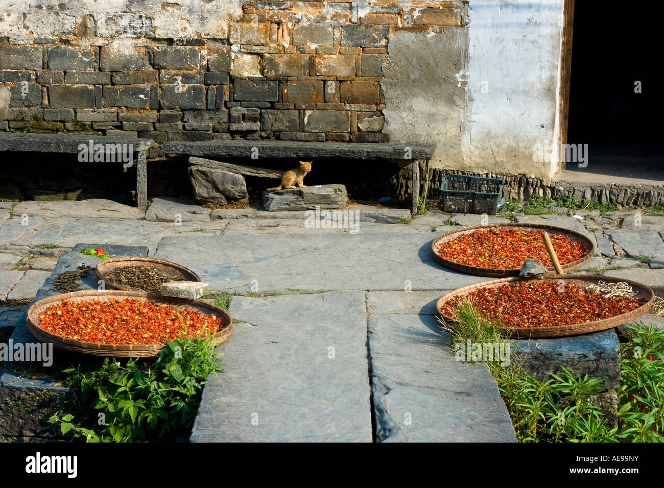 Kitten dietro essiccazione Peperoncino Rosso Likeng Huizhou antico villaggio di stile Wuyuan County Cina Foto Stock