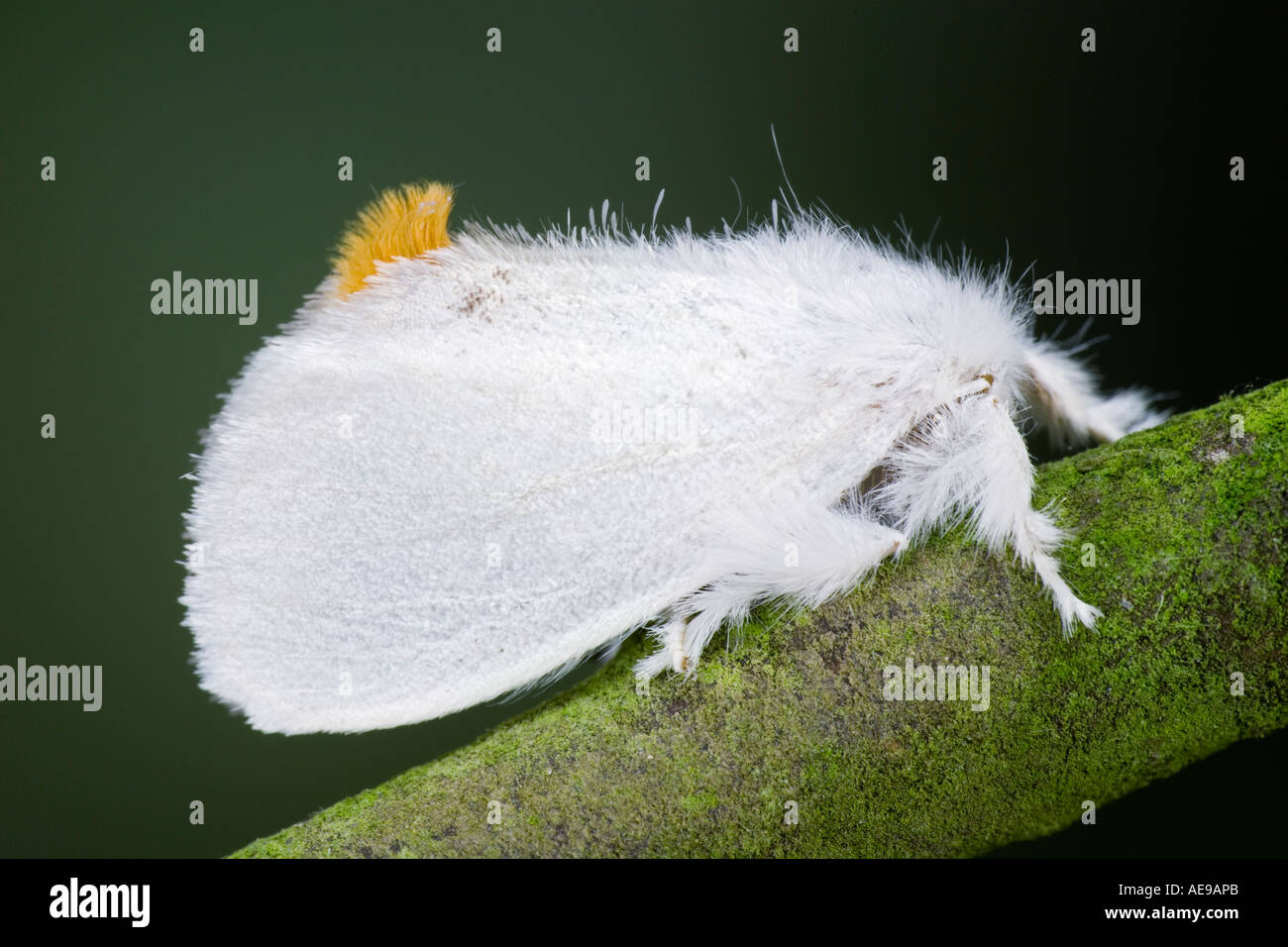 La coda gialla Euproctis similis sul ramoscello che mostra i contrassegni e la coda gialla con fuori fuoco sfondo Potton Bedfordshire Foto Stock