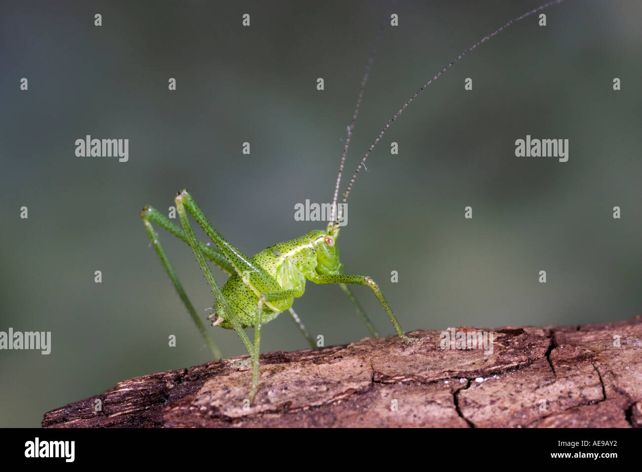 Boccola verde cricket sul registro con fuori fuoco od backgrouns che mostra i contrassegni e dettaglio potton bedfordshire Foto Stock