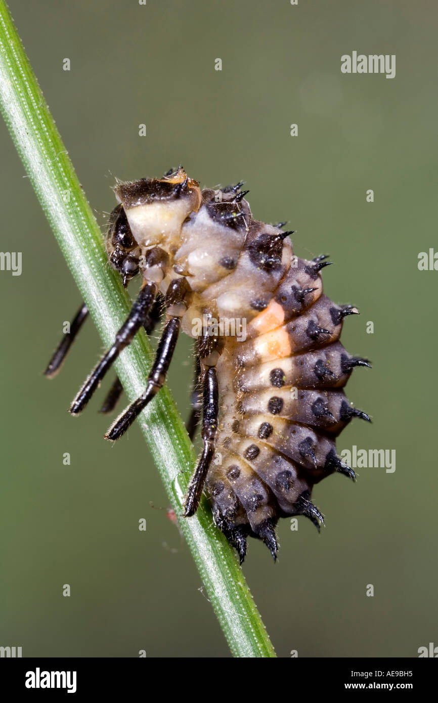 Eyed coccinella ocellata Anatis larve pronto a pupate su aghi di pino che mostra i contrassegni e dettaglio potton bedfordshire Foto Stock