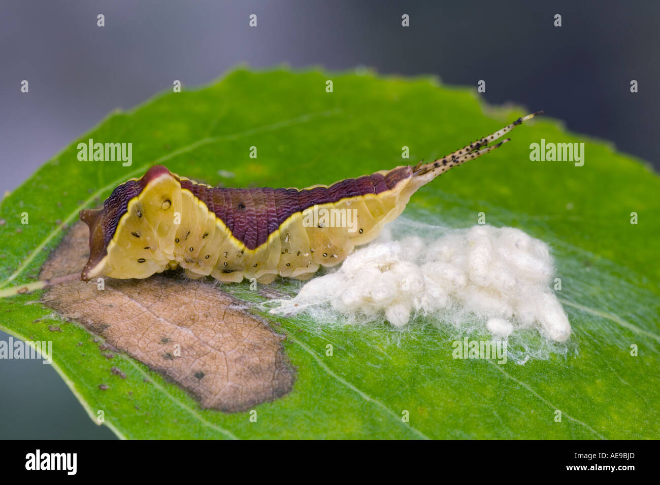 Puss Moth larva Cerura vinula con parassiti Cotesia affinis sulla foglia di pioppo potton bedfordshire Foto Stock