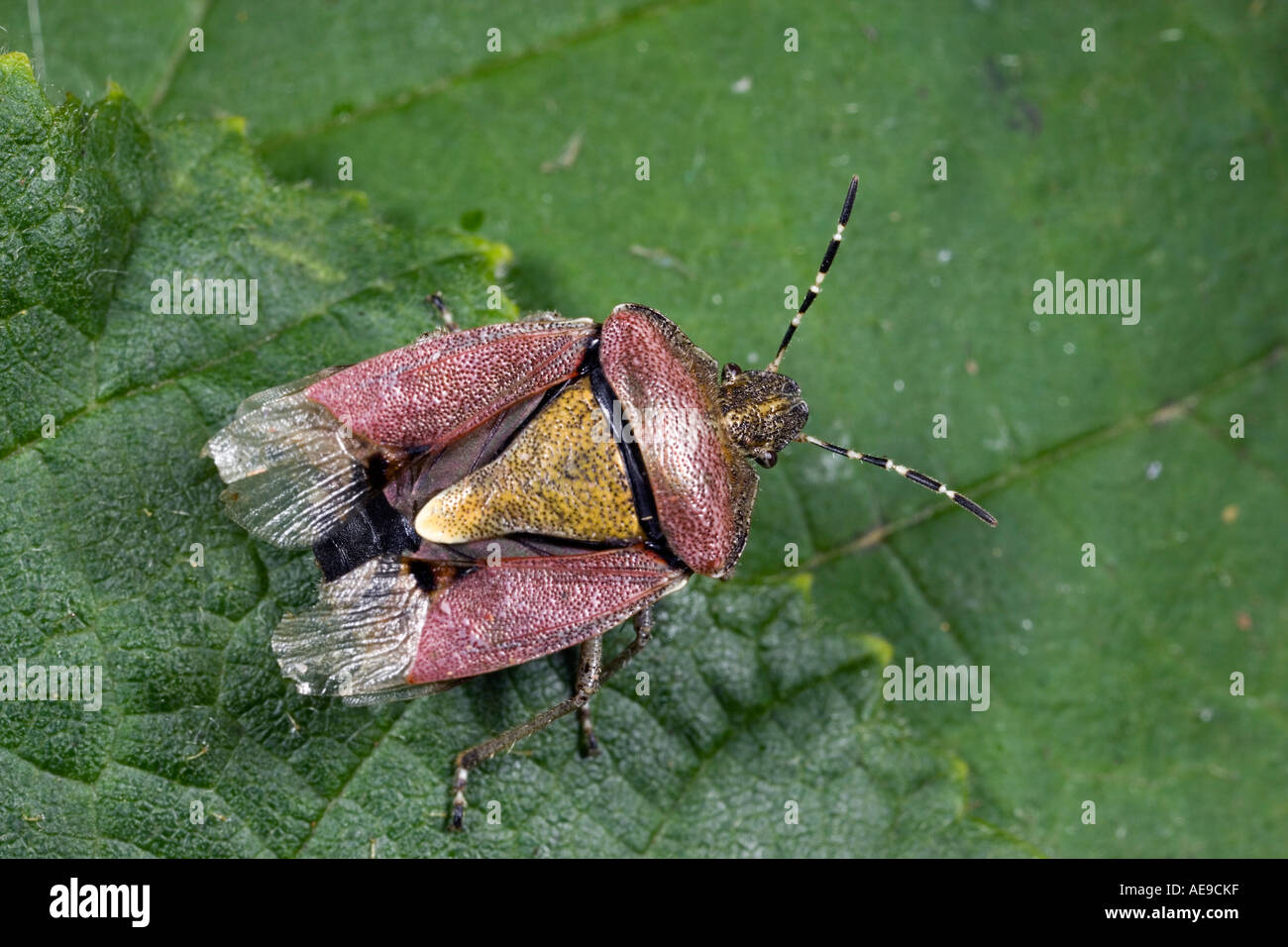 Hairy shieldbug Dolycoris baccarum sulle foglie che mostra i contrassegni e dettaglio potton bedfordshire Foto Stock