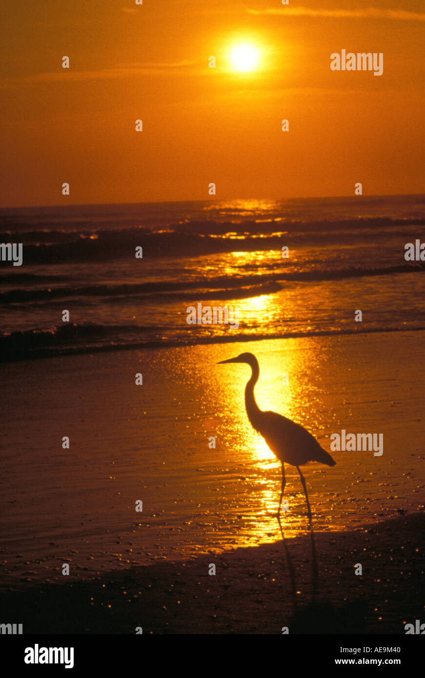Gli uccelli airone blu sulla spiaggia della Florida oceano sunrise tramonto cielo arancione Foto Stock