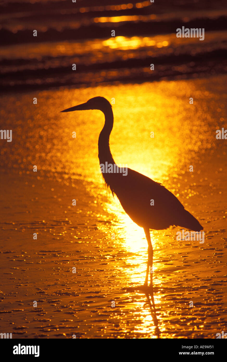 Gli uccelli airone blu sulla spiaggia della Florida oceano sunrise tramonto cielo arancione Foto Stock