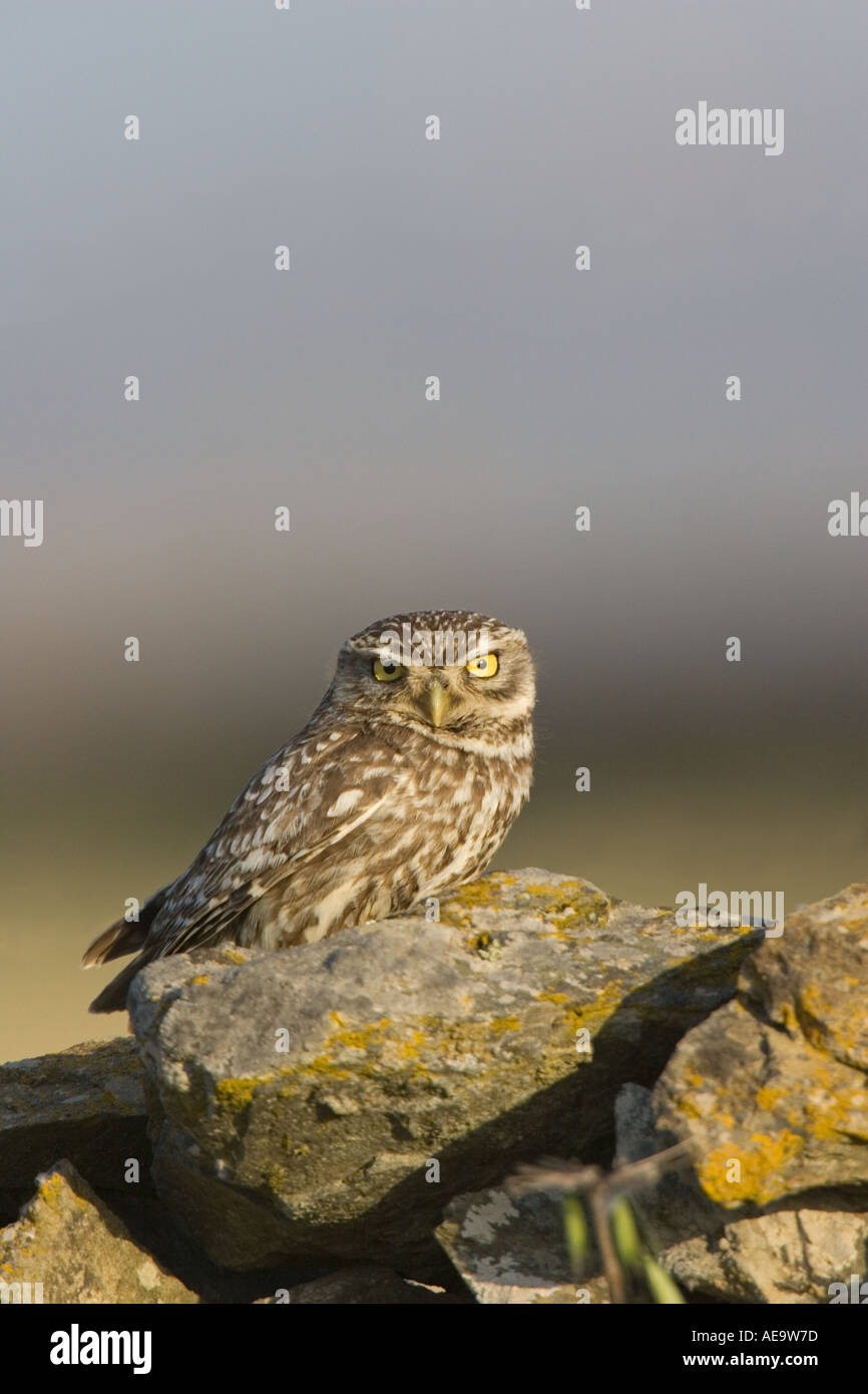 Civetta (Athene noctua) seduti sulla parete Foto Stock