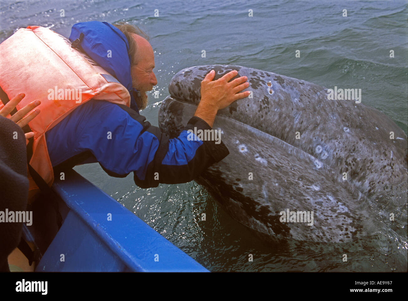 Grigio baby balena grigia con uomo Foto Stock