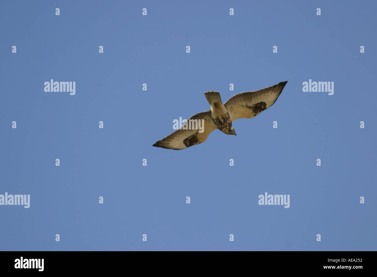 Zampe ruvida poiana Buteo lagopus volando sopra la testa durante la migrazione autunnale in Scandinavia Foto Stock
