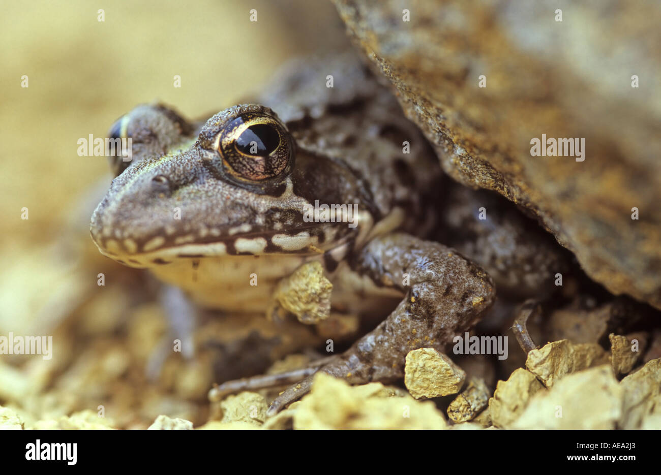 Fiume comune (rana Afrana angolensis) spiata da roccia, Hogsback, Sud Africa Foto Stock