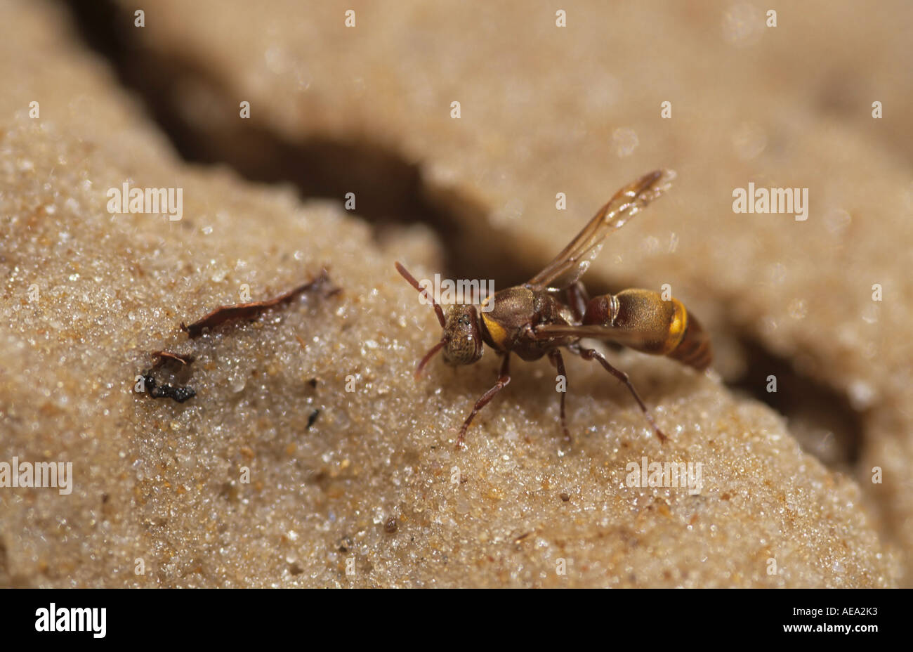 Una carta Wasp in Western Caprivi National Park, Caprivi Strip, Namibia, Africa Foto Stock