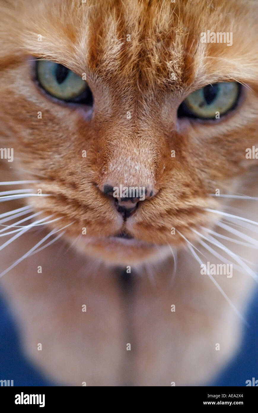 Un gatto guardando verso l'alto Foto Stock