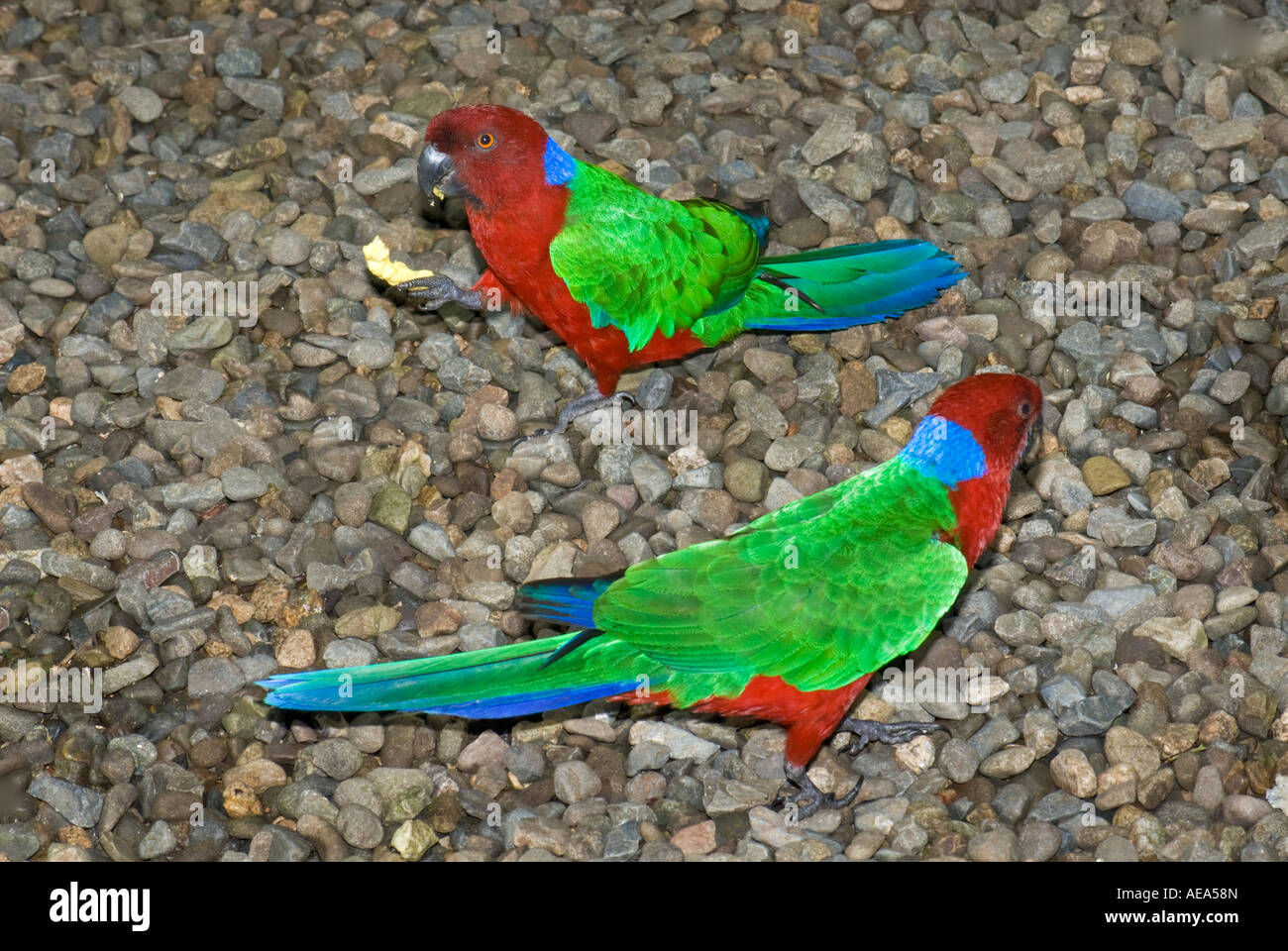 2 due coppia giovane famoso Crimson splendente Kandavu pappagallo rosso-shining Parrot Figi Isole a sud southsea mare foresta pluviale del Pacifico Foto Stock